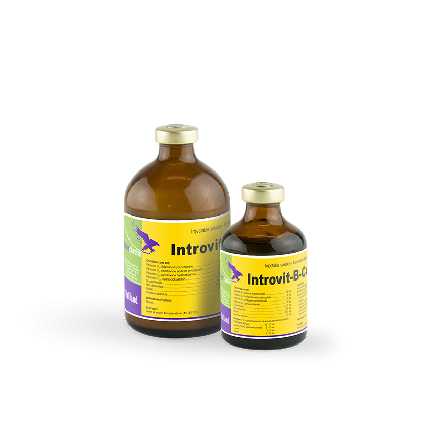 INTROVIT B COMPLEX  100MLS