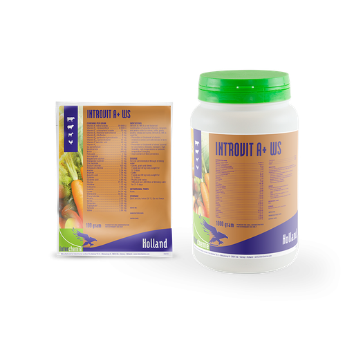 INTROVIT A+ WS  1KG