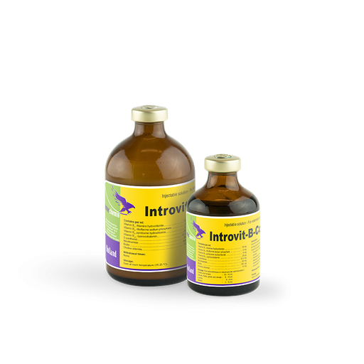 INTROVIT B COMPLEX  100MLS